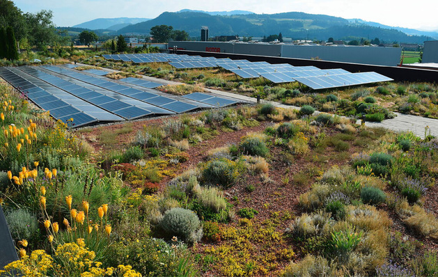 © Bild: BuGG 1 Dachbegrünung mit unterschiedlichen Pflanzenarten und einem Steg, der mittig zwischen den PV-Modulen durchführt.